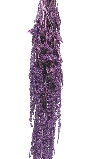 Dried Amaranthus Hang Purple