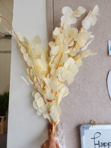 Dried Bleached Euca Apple Leaves 100g