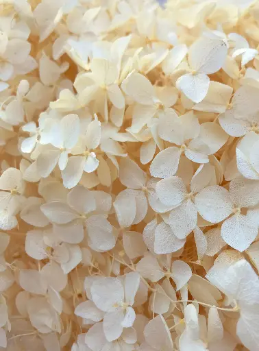 Dried Hydrangea cream 20cm hd 
