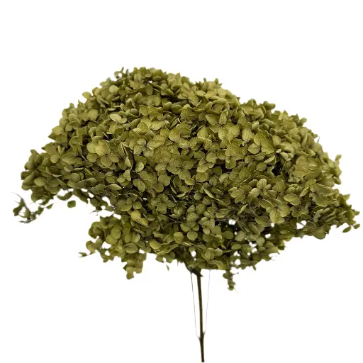 Dried Hydrangea green 20cm hd