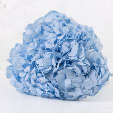 Dried Hydrangea light blue 20cm hd
