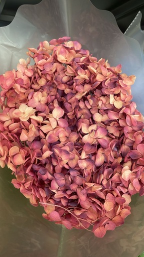 Dried Hydrangea Rainbow Maroon 20cm hd