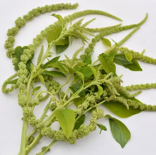 Amaranthus Natural Green