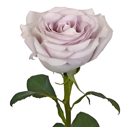 Rose Silver Light 50cm