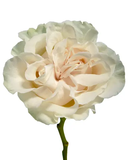 Rose Cotton Xpression 40cm
