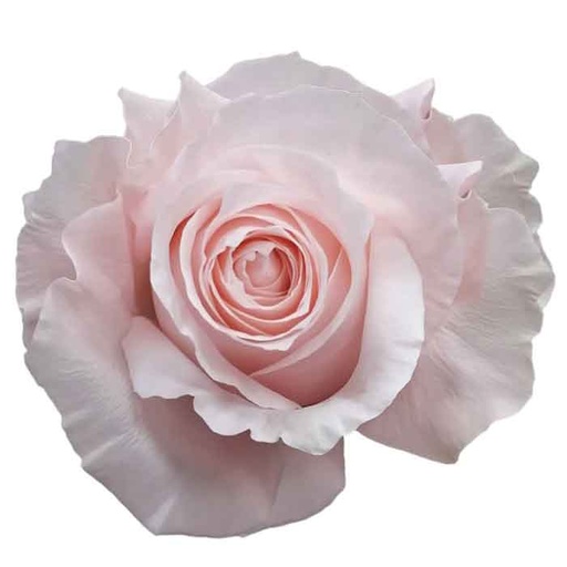 Rose Pomarosa 70cm