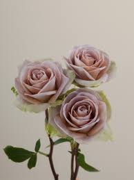 Rose Amnesia 50cm EC
