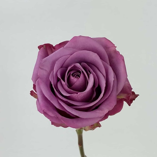 Rose Cool Water 50cm