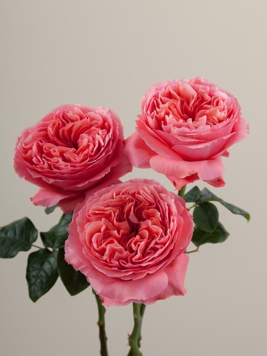 Roses Pink Xpression 50cm EC
