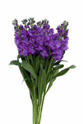 Mathiola Stock Dark Purple 70cm EC