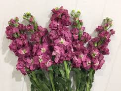 Mathiola Stock Mauve 70cm EC