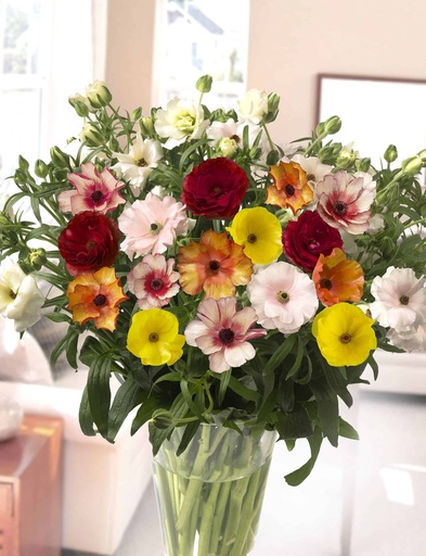 Ranunculus Mix EC 40cm 