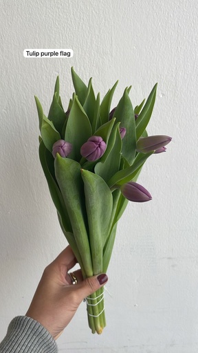 Tulip Purple Flag 