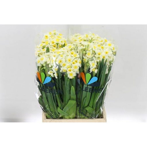 Narcissus Bright Paradise 45Cm