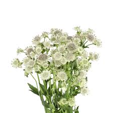 Astrantia Million Star 50Cm