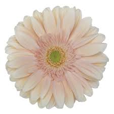 Gerbera Soap
