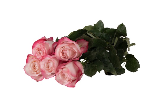 Rose Wendy Kristy 40cm