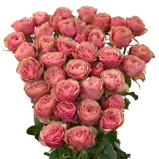 Spray Rose Antique Trendsetter 50cm