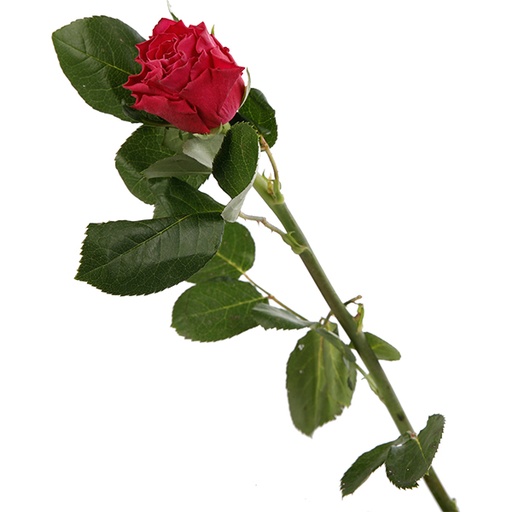 Rose Movie Star 50cm