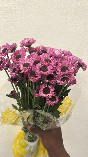 Chrysanthemum Patrese Pink 70cm