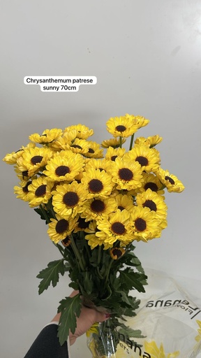 Chrysanthemum Patrese Sunny 70cm