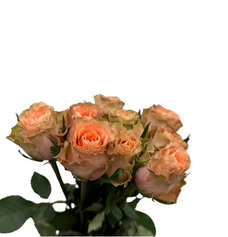 Rose Florentine 40cm 