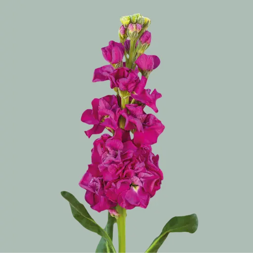 Mathiola Pink Rose