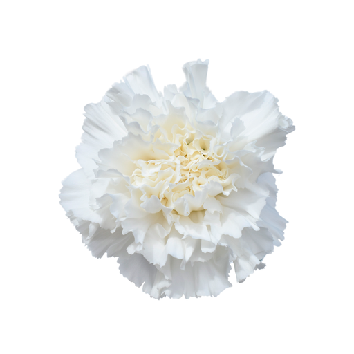 Carnation Diamante