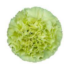Carnation Jungle