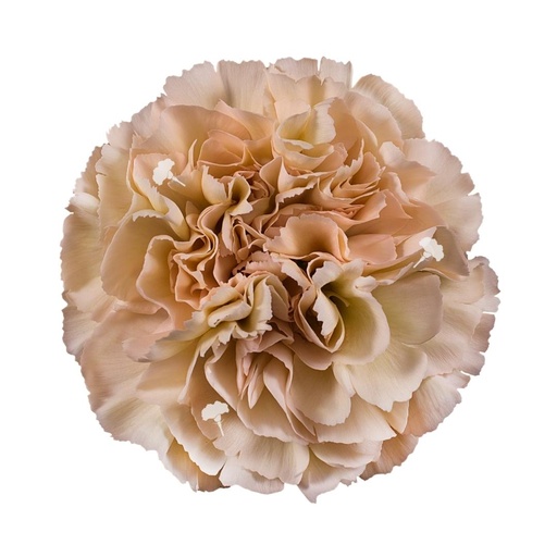 Carnation Altamira