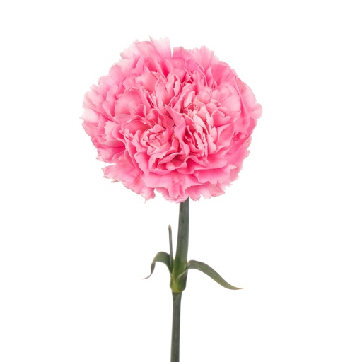 Carnation Amy