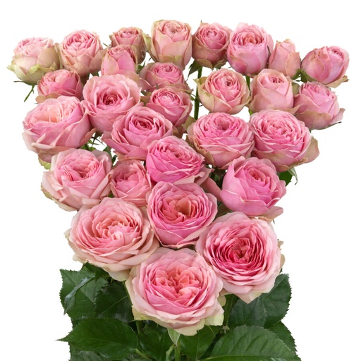 Spray Rose Vyette 50cm