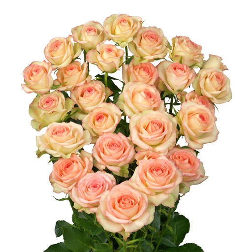 Spray Rose Jezabel 50cm
