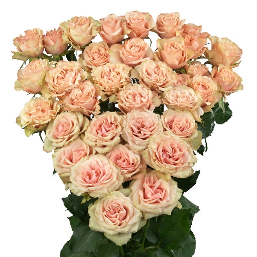 Spray Rose Latoya 50cm 