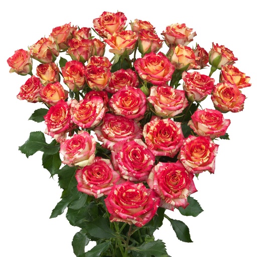 Spray Rose Flameslady 50cm