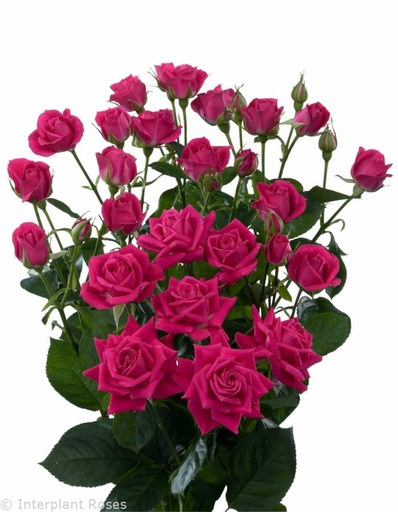 Spray Rose Alicia Premium 50cm
