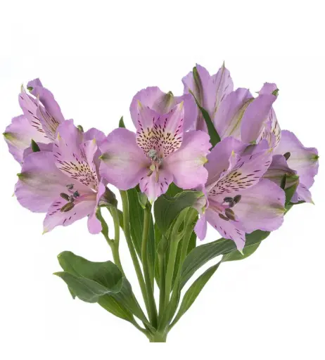 Alstro Light Purple