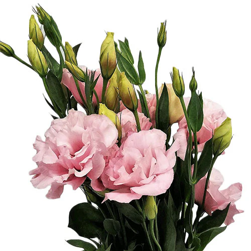 Eustoma Pink KN