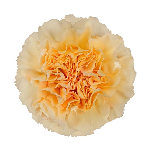 Carnation Crimea