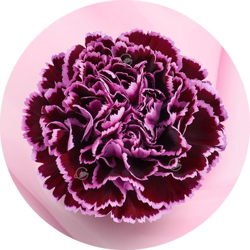 Carnation Nobbio Crochet