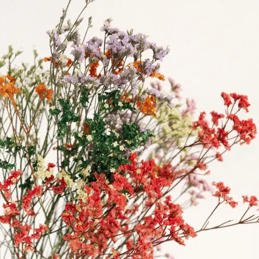 Limonium Mix Dried KN