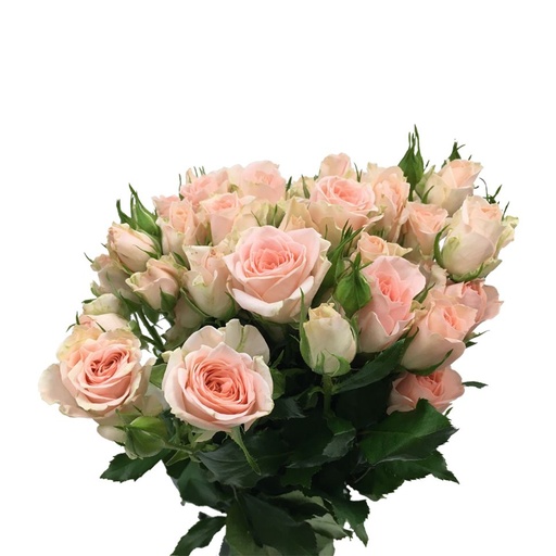 Spray Rose Sweet Sarah 50cm 