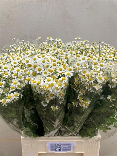 Tanacetum Single Vegmo (Matricaria)