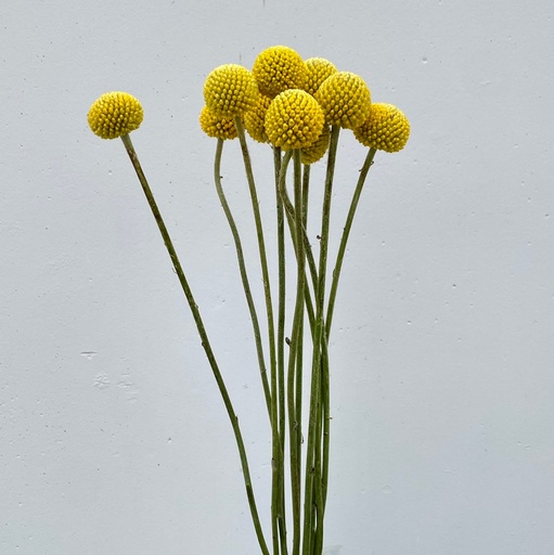 Craspedia Yellow/Silver 70/80cm
