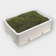 Flat Moss 