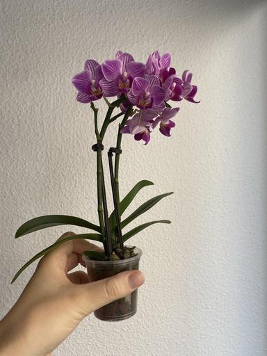 Phalaenopsis Double Mini