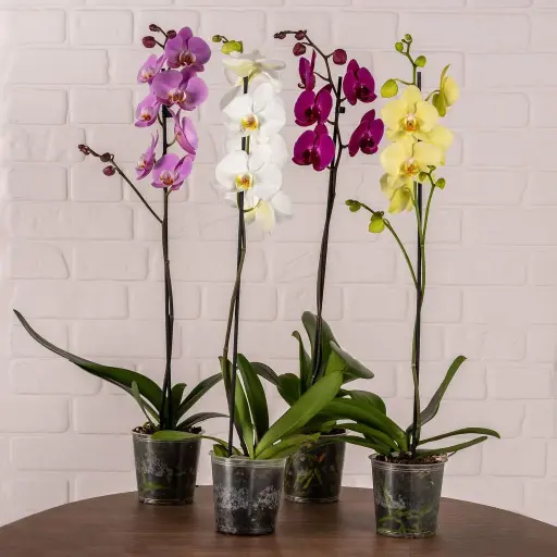 Phalaenopsis Single large Mix 