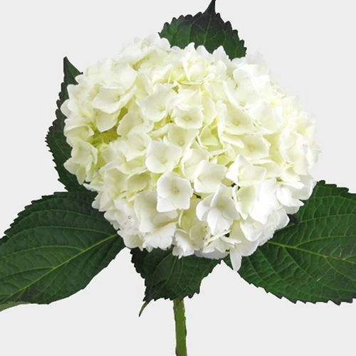 Hydrangea Premium White
