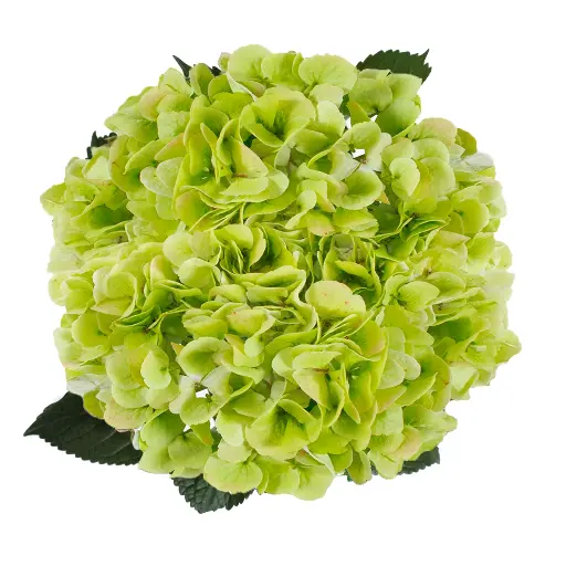 Hydrangea Lime Green