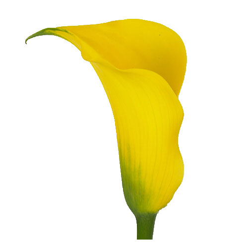 Calla Gold Medal 